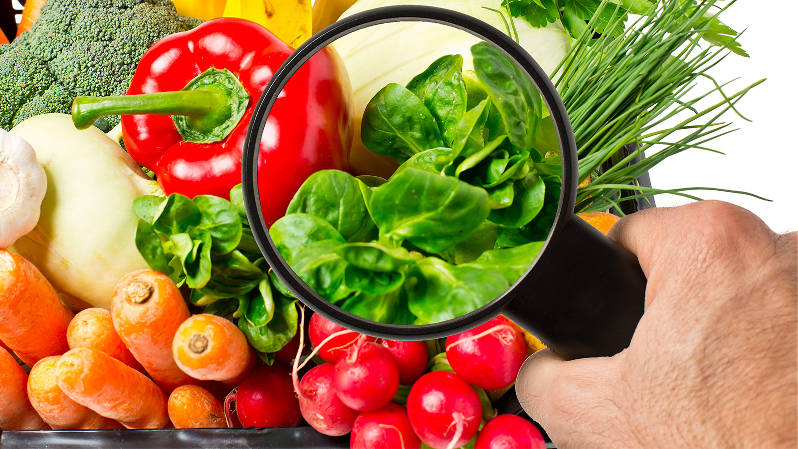 productos ecologicos